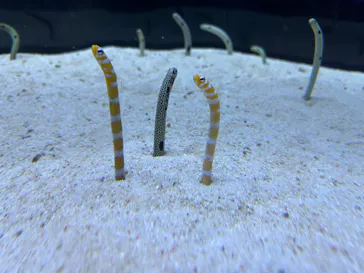 すみだ水族館に投稿された画像（2024/9/8）