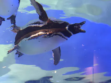 すみだ水族館に投稿された画像（2024/9/8）