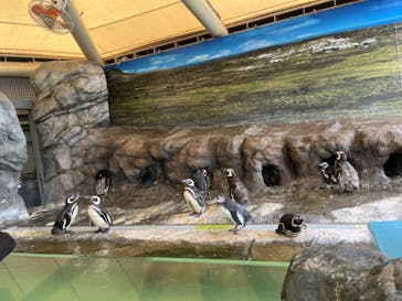 しながわ水族館に投稿された画像（2024/9/8）