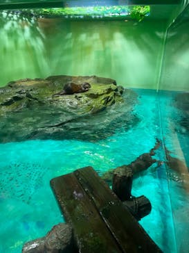 しながわ水族館に投稿された画像（2024/9/8）