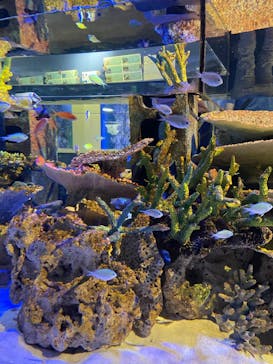 竹島水族館に投稿された画像（2024/9/8）