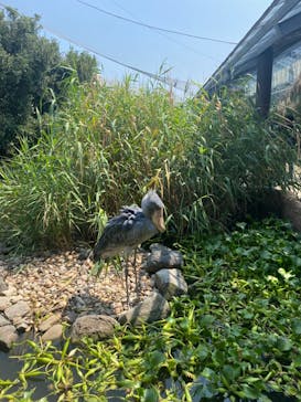 神戸どうぶつ王国に投稿された画像（2024/9/8）