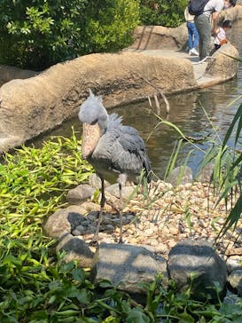 神戸どうぶつ王国に投稿された画像（2024/9/8）