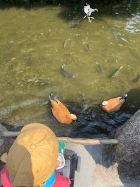 神戸どうぶつ王国に投稿された画像（2024/9/8）