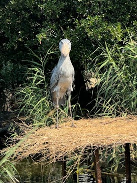 神戸どうぶつ王国に投稿された画像（2024/9/8）