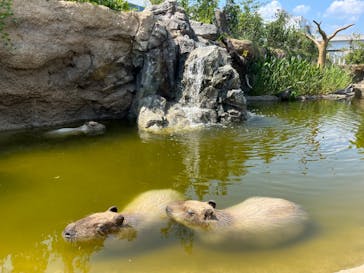 神戸どうぶつ王国に投稿された画像（2024/9/8）