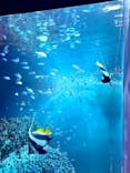 サンシャイン水族館に投稿された画像（2024/9/8）