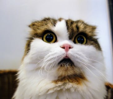 猫カフェモカ　池袋東口店に投稿された画像（2024/9/8）