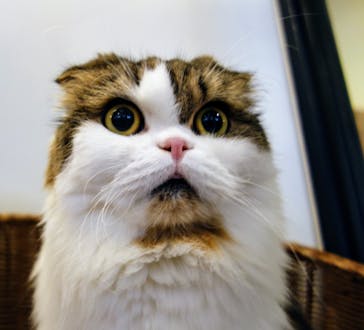 猫カフェモカ　池袋東口店に投稿された画像（2024/9/8）