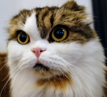 猫カフェモカ　池袋東口店に投稿された画像（2024/9/8）