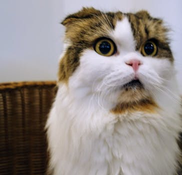 猫カフェモカ　池袋東口店に投稿された画像（2024/9/8）