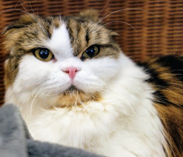 猫カフェモカ　池袋東口店に投稿された画像（2024/9/8）