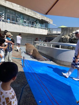 大分マリーンパレス水族館 「うみたまご」に投稿された画像（2024/9/8）