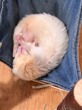 Moff animal cafe イオンモール幕張新都心店に投稿された画像（2024/9/8）