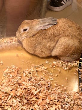 Moff animal cafe イオンモール幕張新都心店に投稿された画像（2024/9/8）