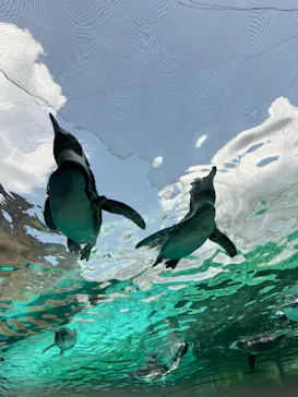 天王寺動物園に投稿された画像（2024/9/8）