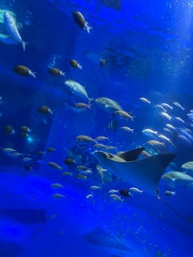 のとじま水族館に投稿された画像（2024/9/8）