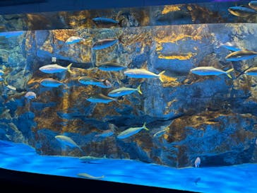 のとじま水族館に投稿された画像（2024/9/8）
