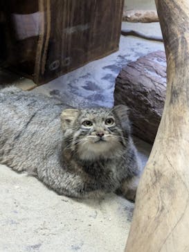 恩賜上野動物園に投稿された画像（2024/9/8）