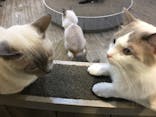 猫カフェモカ　立川店に投稿された画像（2024/9/8）