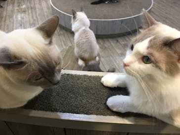 猫カフェモカ　立川店に投稿された画像（2024/9/8）