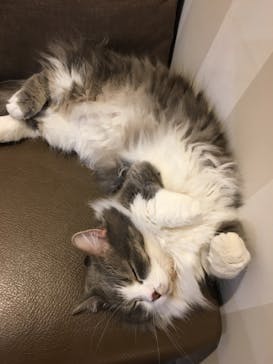 猫カフェモカ　立川店に投稿された画像（2024/9/8）