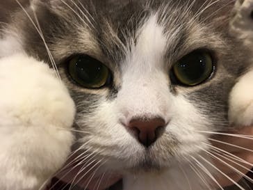 猫カフェモカ　立川店に投稿された画像（2024/9/8）