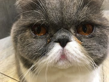 猫カフェモカ　立川店に投稿された画像（2024/9/8）