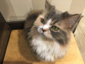 猫カフェモカ　立川店に投稿された画像（2024/9/8）