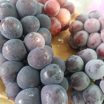 グレープガーデン　安全農園に投稿された画像（2024/9/8）