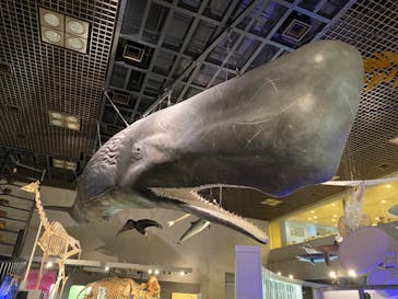 国立科学博物館に投稿された画像（2024/9/8）