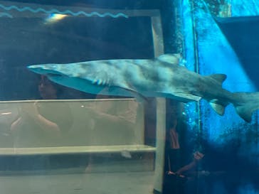 しながわ水族館に投稿された画像（2024/9/8）