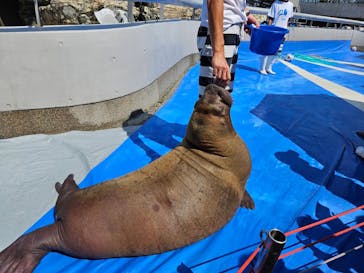 大分マリーンパレス水族館 「うみたまご」に投稿された画像（2024/9/8）