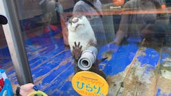 伊勢夫婦岩ふれあい水族館シーパラダイス（伊勢シーパラダイス）に投稿された画像（2024/9/8）