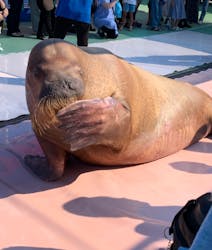 伊勢夫婦岩ふれあい水族館シーパラダイス（伊勢シーパラダイス）に投稿された画像（2024/9/8）