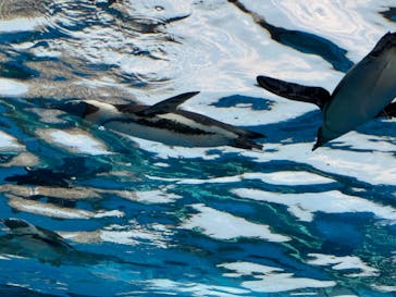 サンシャイン水族館に投稿された画像（2024/9/8）