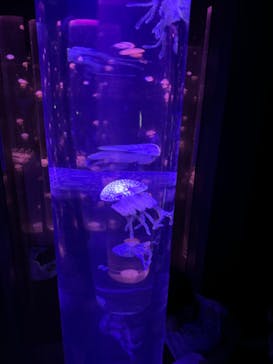 サンシャイン水族館に投稿された画像（2024/9/8）