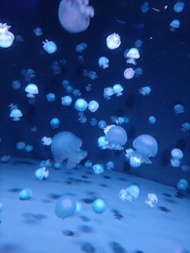 京都水族館に投稿された画像（2024/9/8）