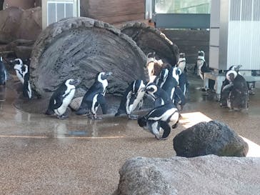 京都水族館に投稿された画像（2024/9/8）