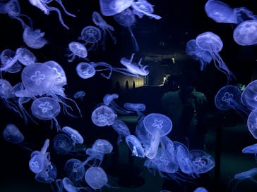 AOAO SAPPOROに投稿された画像（2024/9/8）