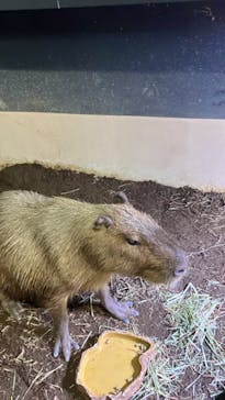 マクセル アクアパーク品川に投稿された画像（2024/9/8）