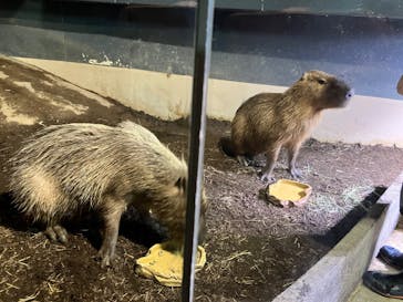 マクセル アクアパーク品川に投稿された画像（2024/9/8）