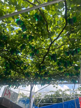 グレープガーデン　安全農園に投稿された画像（2024/9/8）