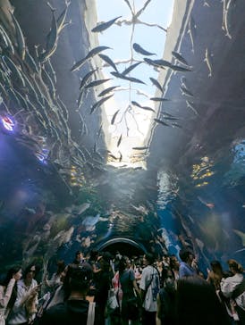 マクセル アクアパーク品川に投稿された画像（2024/9/8）