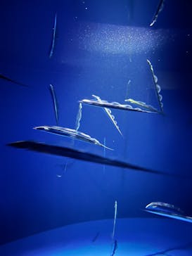 サンシャイン水族館に投稿された画像（2024/9/8）