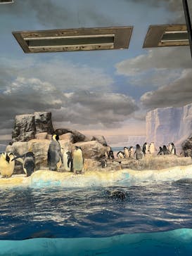 名古屋港水族館に投稿された画像（2024/9/8）