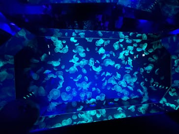 名古屋港水族館に投稿された画像（2024/9/8）