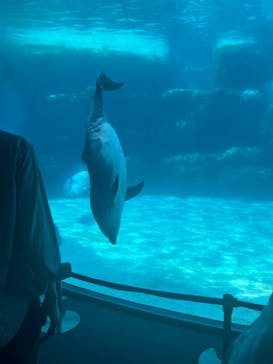名古屋港水族館に投稿された画像（2024/9/8）