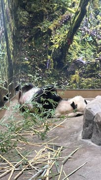 恩賜上野動物園に投稿された画像（2024/9/8）