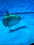 アクアワールド茨城県大洗水族館に投稿された画像（2024/9/9）